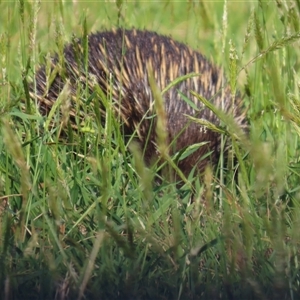 Tachyglossus aculeatus at Kangaroo Valley, NSW - 10 Sep 2024