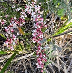 Micromyrtus ciliata (Fringed Heath-myrtle) at Bumbaldry, NSW - 19 Sep 2024 by AnneG1