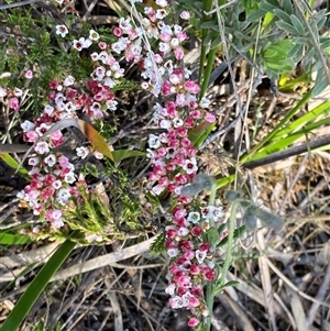 Micromyrtus ciliata at Bumbaldry, NSW - 19 Sep 2024