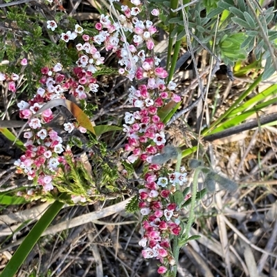 Micromyrtus ciliata (Fringed Heath-myrtle) at Bumbaldry, NSW - 19 Sep 2024 by AnneG1