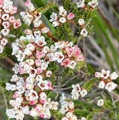 Micromyrtus ciliata at Bumbaldry, NSW - 19 Sep 2024