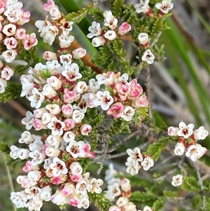 Micromyrtus ciliata at Bumbaldry, NSW - 19 Sep 2024