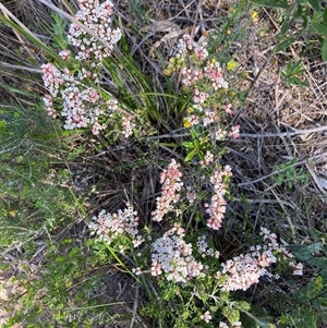 Micromyrtus ciliata at Bumbaldry, NSW - 19 Sep 2024