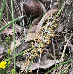 Lomandra multiflora at Bumbaldry, NSW - 19 Sep 2024