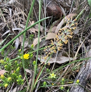 Lomandra multiflora at Bumbaldry, NSW - 19 Sep 2024