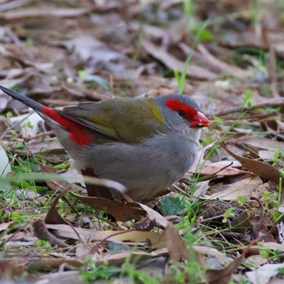 Neochmia temporalis (Red-browed Finch) at Hackett, ACT - 18 Sep 2024 by jb2602