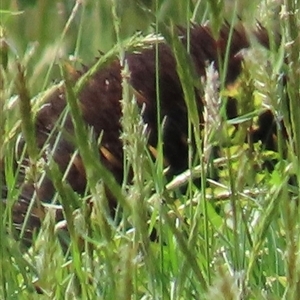 Tachyglossus aculeatus at Kangaroo Valley, NSW - suppressed