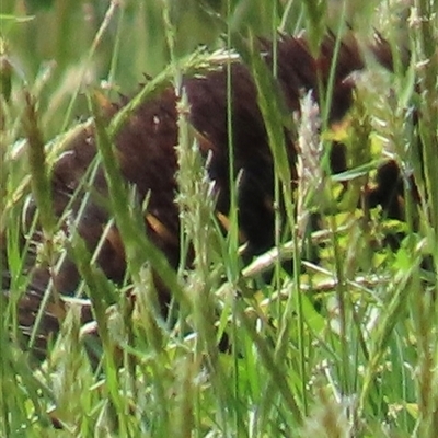 Tachyglossus aculeatus (Short-beaked Echidna) at Kangaroo Valley, NSW - 10 Sep 2024 by lbradley