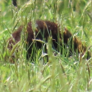 Tachyglossus aculeatus at Kangaroo Valley, NSW - suppressed