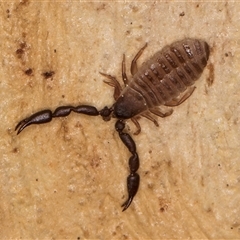 Chernetidae sp. (family) (Chernetid Pseudoscorpion) at Bruce, ACT - 19 Sep 2024 by kasiaaus