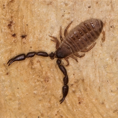 Chernetidae sp. (family) (Chernetid Pseudoscorpion) at Bruce, ACT - 19 Sep 2024 by kasiaaus