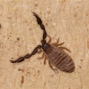 Chernetidae sp. (family) at Bruce, ACT - 20 Sep 2024