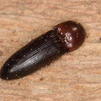 Hapatesus sp. (genus) (Hapatesus click beetle) at Bruce, ACT - 20 Sep 2024 by kasiaaus