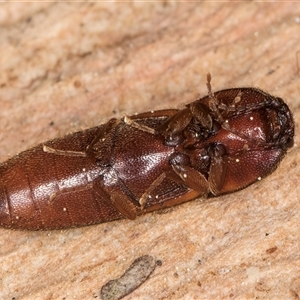 Hapatesus sp. (genus) at Bruce, ACT - 20 Sep 2024