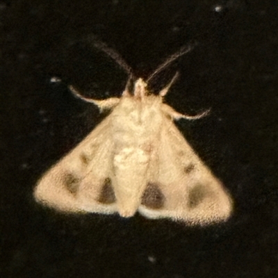 Helicoverpa (genus) (A bollworm) at Kangaroo Valley, NSW - 9 Sep 2024 by lbradley