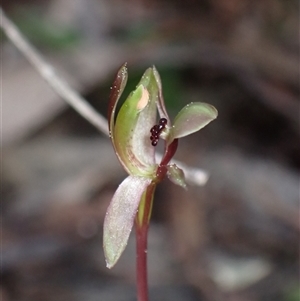 Chiloglottis trapeziformis at Jerrabomberra, NSW - 18 Sep 2024