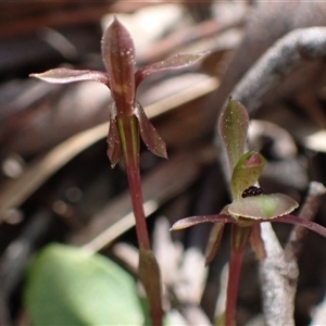 Chiloglottis trapeziformis at Jerrabomberra, NSW - 18 Sep 2024