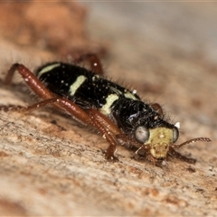 Lemidia nitens (A clerid beetle) at Bruce, ACT - 20 Sep 2024 by kasiaaus