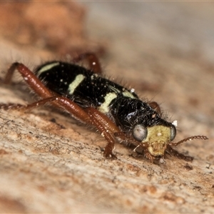 Lemidia nitens at Bruce, ACT - 20 Sep 2024