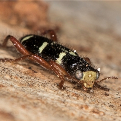 Lemidia nitens (A clerid beetle) at Bruce, ACT - 20 Sep 2024 by kasiaaus