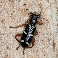 Lemidia nitens at Bruce, ACT - 20 Sep 2024 09:46 AM