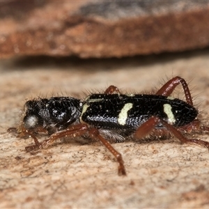 Lemidia nitens at Bruce, ACT - 20 Sep 2024