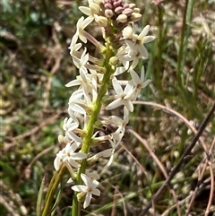 Stackhousia monogyna (Creamy Candles) at Whitlam, ACT - 20 Sep 2024 by SteveBorkowskis