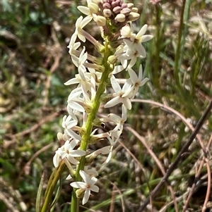 Stackhousia monogyna at Whitlam, ACT - 20 Sep 2024