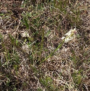 Stackhousia monogyna at Whitlam, ACT - 20 Sep 2024