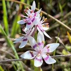 Wurmbea dioica subsp. dioica (Early Nancy) at Yarralumla, ACT - 20 Sep 2024 by SteveBorkowskis