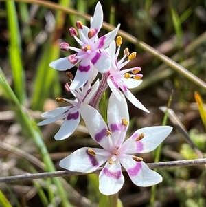 Wurmbea dioica subsp. dioica at Yarralumla, ACT - 20 Sep 2024 09:18 AM