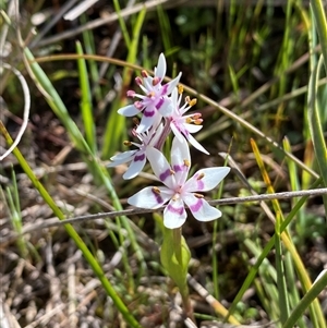 Wurmbea dioica subsp. dioica at Yarralumla, ACT - 20 Sep 2024 09:18 AM