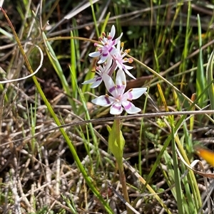 Wurmbea dioica subsp. dioica at Yarralumla, ACT - 20 Sep 2024