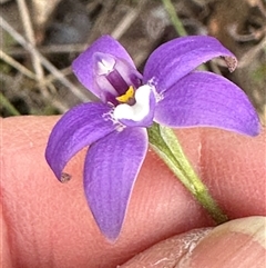 Glossodia major (Wax Lip Orchid) at Cook, ACT - 20 Sep 2024 by lbradley