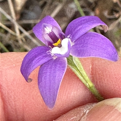 Glossodia major (Wax Lip Orchid) at Cook, ACT - 20 Sep 2024 by lbradley