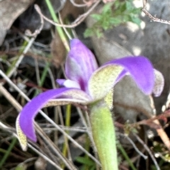 Glossodia major at Cook, ACT - 20 Sep 2024