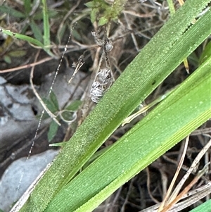 Glossodia major at Cook, ACT - 20 Sep 2024