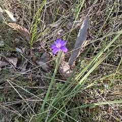 Glossodia major at Cook, ACT - 20 Sep 2024