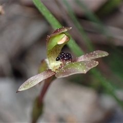 Chiloglottis trapeziformis (Diamond Ant Orchid) at Jerrabomberra, NSW - 18 Sep 2024 by AnneG1