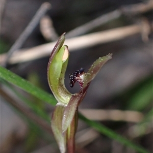 Chiloglottis trapeziformis at Jerrabomberra, NSW - 18 Sep 2024