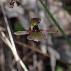 Chiloglottis trapeziformis at Jerrabomberra, NSW - 18 Sep 2024