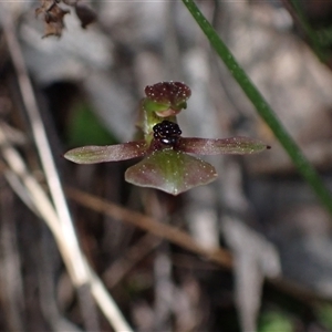 Chiloglottis trapeziformis at Jerrabomberra, NSW - 18 Sep 2024