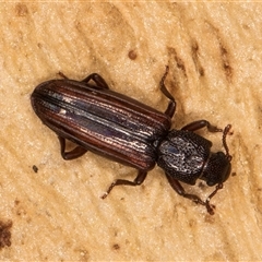 Ascetoderes vittatus (Teredid beetle) at Bruce, ACT - 20 Sep 2024 by kasiaaus