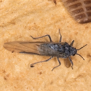 Aphididae (family) at Bruce, ACT - 20 Sep 2024