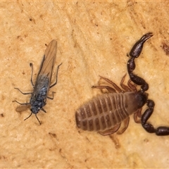 Aphididae (family) at Bruce, ACT - 20 Sep 2024