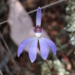 Cyanicula caerulea (Blue Fingers, Blue Fairies) at Jerrabomberra, NSW - 18 Sep 2024 by AnneG1