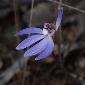 Cyanicula caerulea at Jerrabomberra, NSW - 18 Sep 2024