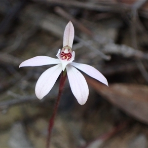 Caladenia fuscata at Jerrabomberra, NSW - 18 Sep 2024