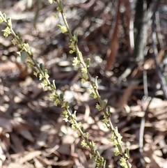 Phyllanthus occidentalis at Jerrabomberra, NSW - 18 Sep 2024