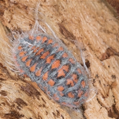 Monophlebulus sp. (genus) (Giant Snowball Mealybug) at Bruce, ACT - 20 Sep 2024 by kasiaaus